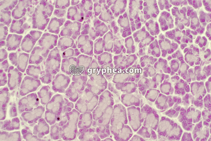 Pancréas x40 - gryphea.org